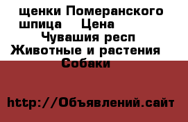 щенки Померанского шпица  › Цена ­ 3 000 - Чувашия респ. Животные и растения » Собаки   